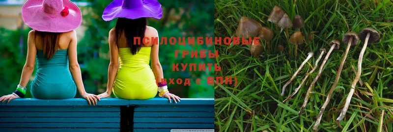 купить наркоту  Советская Гавань  Галлюциногенные грибы MAGIC MUSHROOMS 